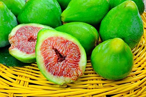10 CUTTINGS OF DESERT KING FIG TREE, HARDY TREE, SUPER SWEET FRUIT, FAST GROWING