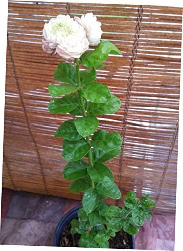 WAZZ Jasmine (Triple Bloomer) Live Plants - RK235