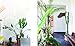 Greenterior: Plant Loving Creatives and Their Homes
