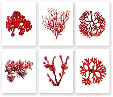 Red Coastal Decor Seaweeds Wall Decor Set of 6 Unframed 8x10" Prints Red_Seaweed_6A