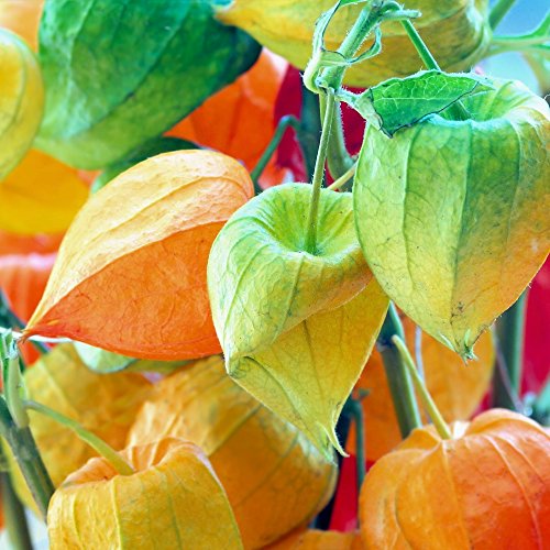 Winter Cherry, Bladder Cherry seeds - Physalis alkekengi