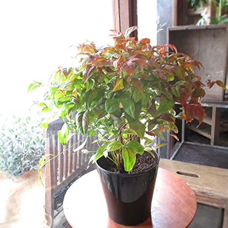 Amazon Co Jp お多福南天 オタフクナンテン 5号鉢サイズ 鉢植え 苗木 紅葉 お多福ナンテン 薫る花 庭木 植木 花木 シンボルツリー 常緑樹 ガーデニング 園芸 ホーム キッチン