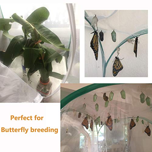 3 Trasfit+Insect+Butterfly+Habitat+Terrarium