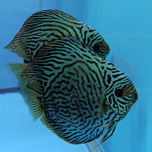 LBA Tiger Turquoise Breeding Pairs Proven Pair 5-6 inches Discus Fish. FREE BREEDING CONE.
