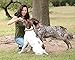 Supreme 6-inch Thick Bully Sticks by Sancho and Lola’s (10 Pack) All-Natural, Long-Lasting Dog Chew Treats - Free-Range, Grass-Fed Beef - Low Odor