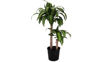 American Plant Exchange Dracaena Mass Cane ‘Corn Plant’, Live Indoor Houseplant, Easy-to-Care, 10-Inch Pot, Air-Purifying, 3.5ft Tall Large Size Plant for Home, Office, and Garden Décor