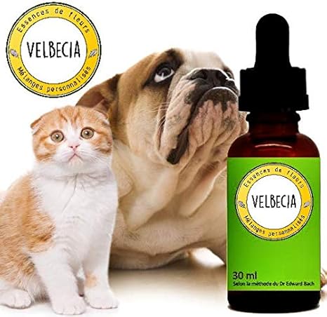 Fleurs De Bach Animaux Animal Peureux Craintif Chien Chat