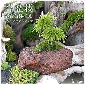 Amazon Co Jp 盆栽 苔盆栽 コウヤノマンネングサ 溶岩石鉢植え ヤマゴケ 1鉢 Pet Supplies Amazon Co Jp 盆栽 苔盆栽 コウヤノマンネングサ 溶岩石鉢植え ヤマゴケ 1鉢 Pet Supplies