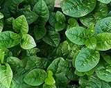 120+ Malabar Spinach Seeds for Planting