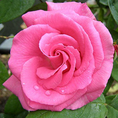 51WLF9bR9jL.jpg
