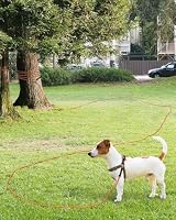 Taglory Training Lead for Dogs 10 m Reflective Nylon Orange view 5