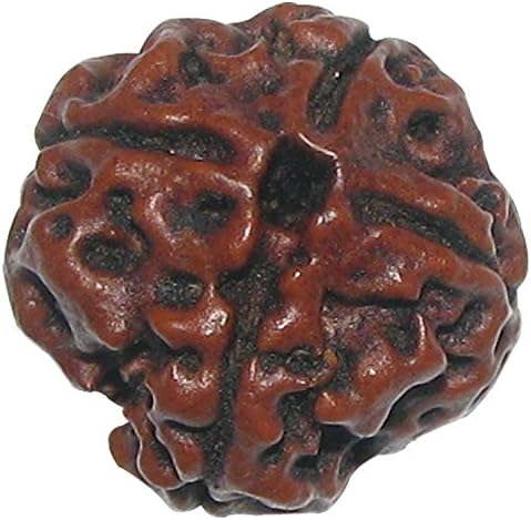 Four Face Rudraksh 4 Mukhi Rudraksham Natural 100% Char Mukhi Rudraksha Sinks in Water