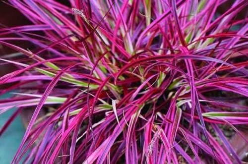 FIREWORKS Ornamental Grass Perennial Non-invasive Fountain Grass WOW!! Hot Pink!