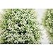 MyGift Set of 2 Small Artificial Topiary Trees, Faux Tabletop Greenery in White Planter Pots