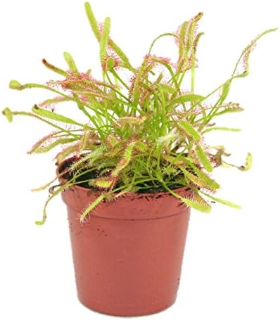 Swampworld Cup - Carnivorous Plant - Sundew