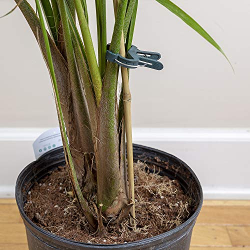 Happy Hydro 20 Large Plant Clips - Reusable Plant Support Option for Your Garden - Thumbnail 6