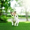 Pro-Pooch-Artificial-Grass-Cleaner-Dog-Safe-Pet-Disinfectant-Lawn-Deodoriser-Pooch-Urine-Cleaner-Odour-Eliminator-1L-Super-Concentrate-Cruelty-Free Pro Pooch Artificial Grass Cleaner - Dog Safe, Pet Disinfectant & Lawn Deodoriser - Pooch Urine Cleaner & Odour…