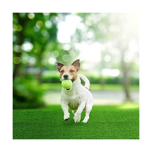 Pro-Pooch-Artificial-Grass-Cleaner-Dog-Safe-Pet-Disinfectant-Lawn-Deodoriser-Pooch-Urine-Cleaner-Odour-Eliminator-1L-Super-Concentrate-Cruelty-Free Pro Pooch Artificial Grass Cleaner - Dog Safe, Pet Disinfectant & Lawn Deodoriser - Pooch Urine Cleaner & Odour…