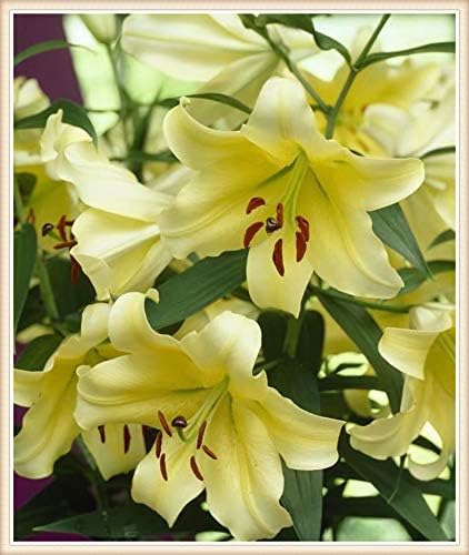 Amazon カサブランカ 球根 家に適しています いちゃつく 明るい 鮮やかさ ジャオラオ 3 5球根 花