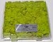 Reindeer Moss, Preserved - Spring Green (Chartreuse), 20-Ounce (1.25 Pounds) in a Designer Series Clear Case. (Reico Art 108055 - Soft and Colored Reindeer Moss)