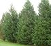 Leyland Cypress Tree - Privacy Screen - Live Plant - 1 Gallon Pot