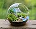 Mkono Plant Terrarium Display Glass Tabletop Succulent Air Plant Planter Globe Microlandschaft House, S