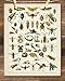Insects Collection Entomology Illustration 11x14 Unframed Print – Bug & Insect Artwork, Scientific Insect Chart, Biology Classroom Decor, great for Office, Classroom, Farmhouse & Bug Lover Gifts