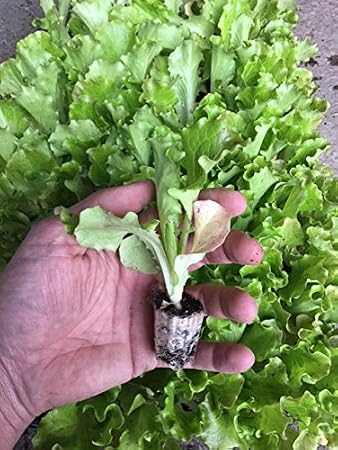 12 unidades Plantel lechuga Maravilla de Verano: Amazon.es: Jardín