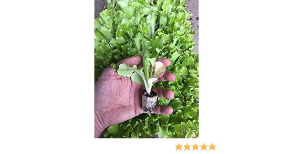 12 unidades Plantel lechuga Maravilla de Verano: Amazon.es: Jardín