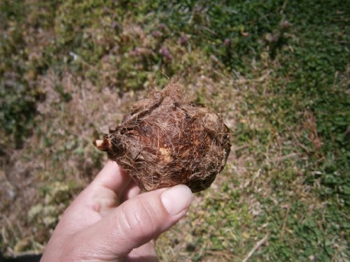 Small Taro (eddo) Plant/Bulb, NOW you're getting 4 bulbs PLUS 4 BARE ROOTS for good measure - Thumbnail 6