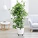 Metal Plant Caddy Heavy Duty Iron Plant Dolly on Round Rack Rustproof Sturdy Potted Plant Stand with Rolling Wheels Garden Plant Container Indoor Outdoor Planter Trolley Casters for Garden and Homethumb 2
