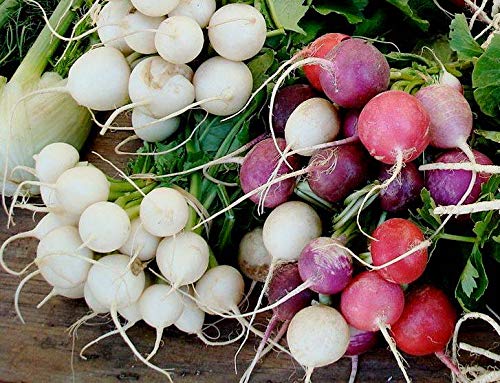 Radish Mix Color Easter Egg Around 250 Seeds