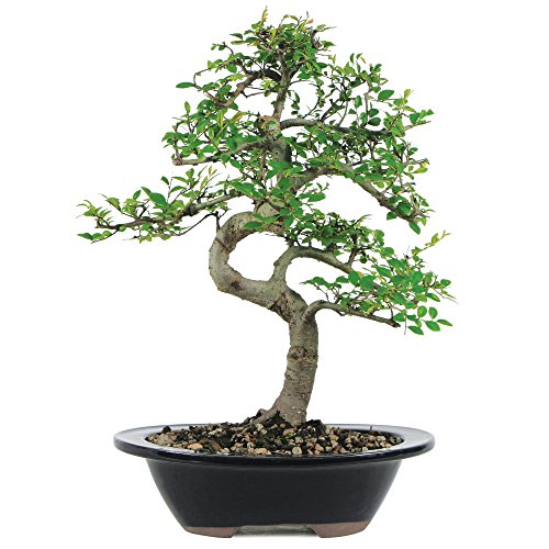 Brussel s chinese elm bonsai