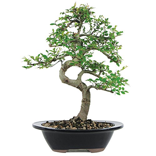 UPC 782819001941, Brussel&#39;s Chinese Elm Bonsai