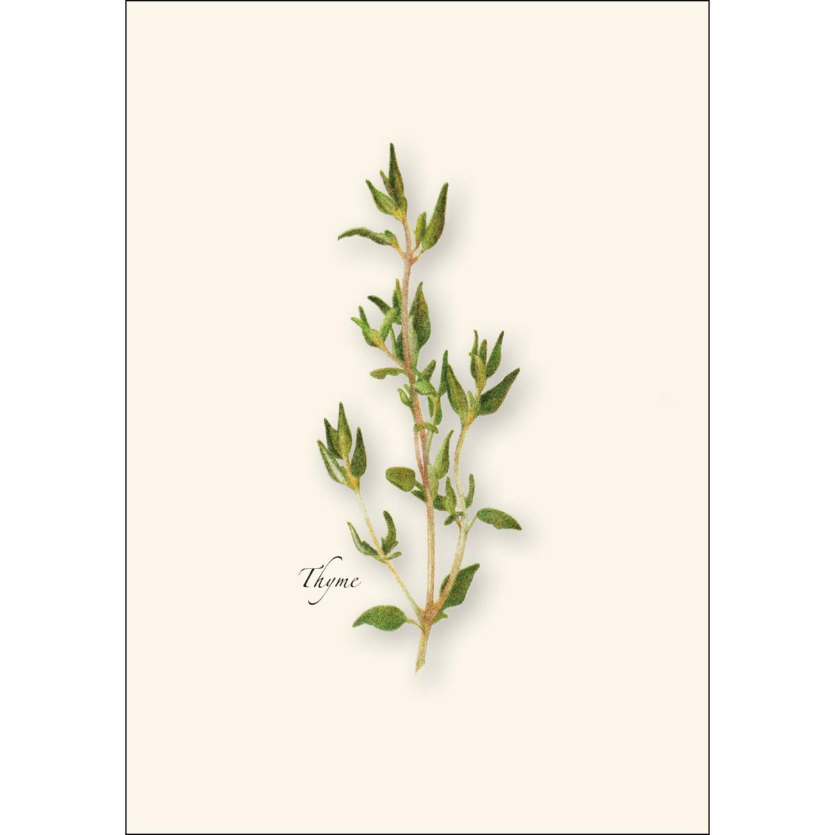 Earth Sky + Water - Herb Assortment Notecard Set - 8 Blank Cards with Envelopes (2 each of 4 styles)