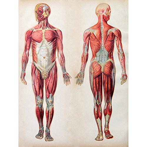 Human Body Anatomy Muscles Art Print Canvas Premium Wall Decor Poster