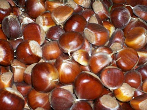 25 HYBRID AMERICAN CHESTNUT TREE SEEDS FOR PLANTING FALL HARVEST
