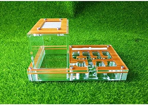 Rote Ameisen Im Garten