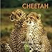 Cheetah Mini Wall Calendar 2018: 16 Month Calendar by Paul Jenson