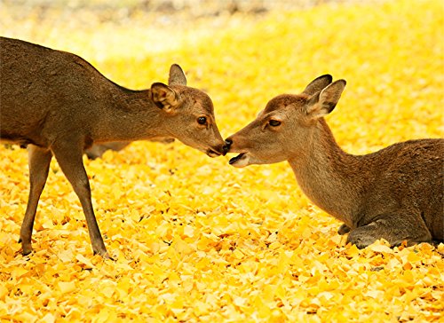 Dear Deer 鹿たちの楽園 佐藤 和斗 本 通販 Amazon