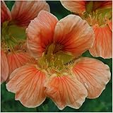 Package of 110 Seeds, Vesuvius Nasturtium (Tropaeolum majus) Non-GMO Seeds By Seed Needs