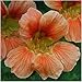Package of 110 Seeds, Vesuvius Nasturtium (Tropaeolum majus) Non-GMO Seeds By Seed Needs