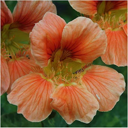 Package of 110 Seeds, Vesuvius Nasturtium (Tropaeolum majus) Non-GMO Seeds By Seed Needs