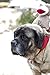HuggleHounds Knottie Plush Dog Toy - Dog Stuffed Animal Toy, Squeaky Puppy Toys, for Small, Medium & Large Dogs, Durable Plush to Keep Them Busy - Stuey Sock Monkey, Large