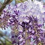 Bicolor Lavender Wisteria Seeds 40 Seeds Upc 650327337114