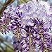 Bicolor Lavender Wisteria Seeds 40 Seeds Upc 650327337114
