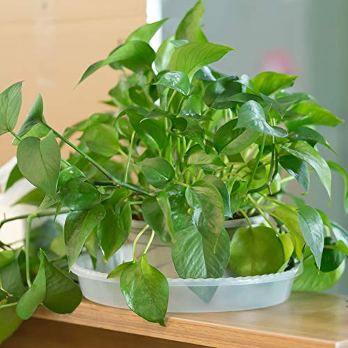 Plant Saucer, 6 Pack Clear Plant Trays for Indoors, Thickened