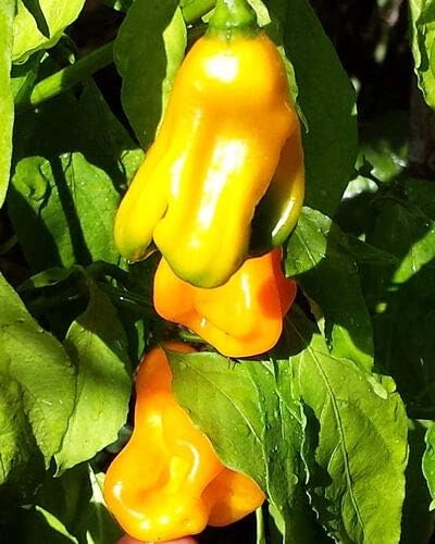 Germination Seeds ONLY NOT Plants: Extreme Hot Yellow Lantern Chilli - an Unique Shaped Sweet Flavoured Hot Chilli