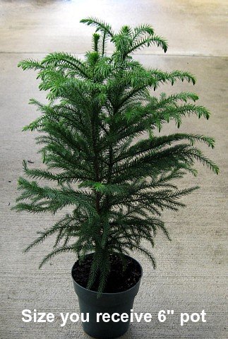 Norfolk Island Pine The Indoor Christmas Tree 10 Pot 30 36 Tall Buy Online In Japan At Desertcart Jp Productid