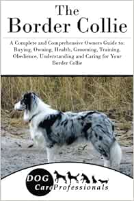 obedience trained border collies for sale